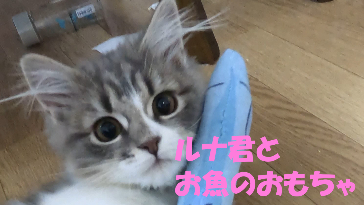 ルナ君とお魚のオモチャ【猫ネコねこ写真ブログ】