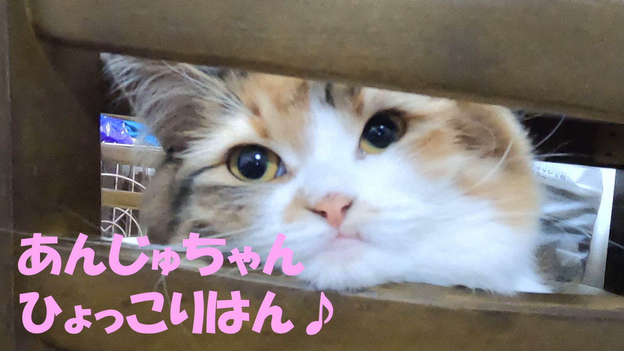 あんじゅちゃんのドヤ顔集(笑)【猫ネコねこ写真ブログ】