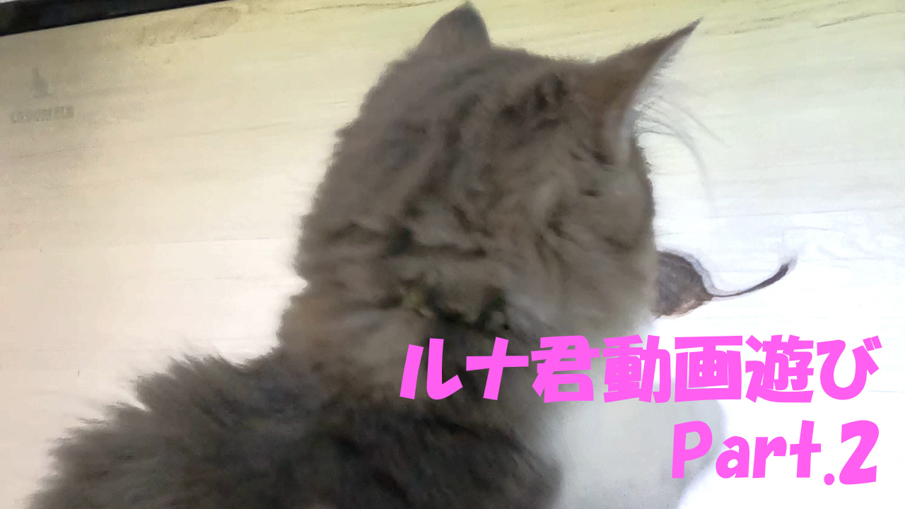 ルナ君初めてのパソコンお遊び！～Part.2～【猫ネコねこ写真ブログ】